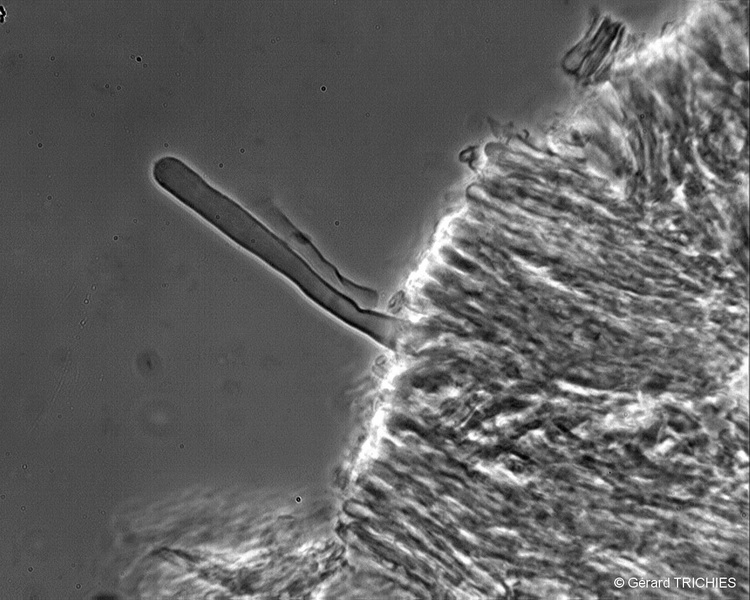 phlebia